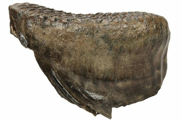 Woolly Mammoth Lower M Molar - Poland #235247